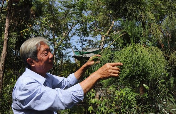 Thành công nhân giống thủy tùng bằng phương pháp ghép độc đáo