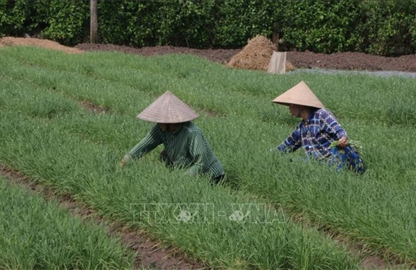 Vùng rau màu tỉnh Cà Mau vào mùa sản xuất phục vụ Tết