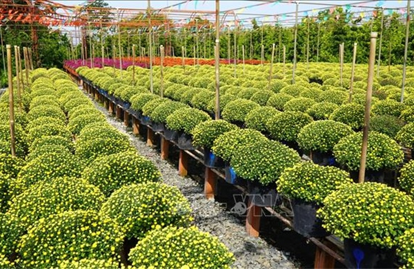 Đưa công nghệ để nâng cao chuỗi giá trị sản phẩm hoa kiểng