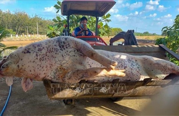 Giải quyết dứt điểm nạn vứt xác động vật trên kênh dẫn nước đến hồ Dầu Tiếng