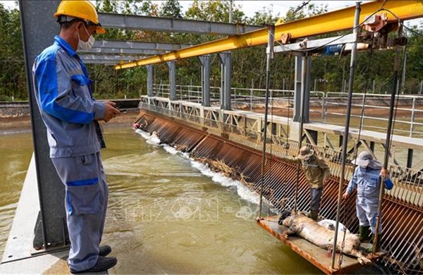 Giải quyết dứt điểm nạn vứt xác động vật trên kênh dẫn nước đến hồ Dầu Tiếng