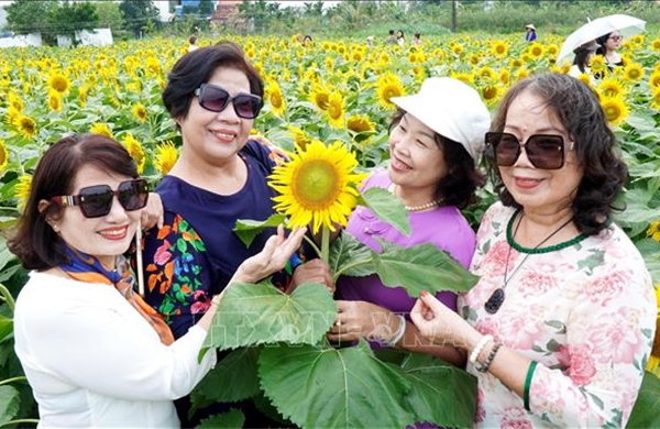 Cánh đồng hoa hướng dương rực rỡ sắc vàng thu hút du khách đến Quảng Ngãi