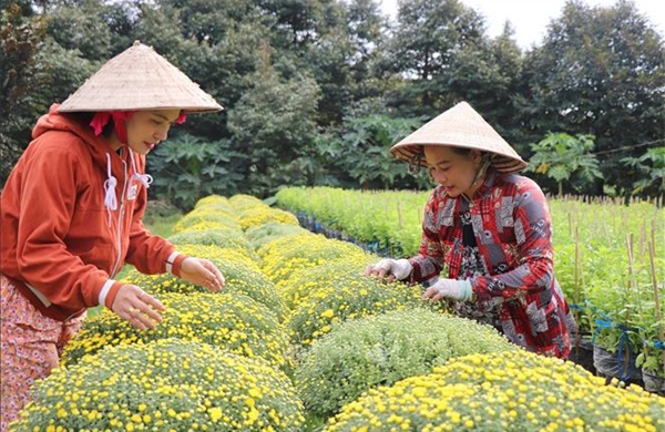 Nhà vườn trồng hoa Tết ở Cần Thơ lo lắng lợi nhuận giảm