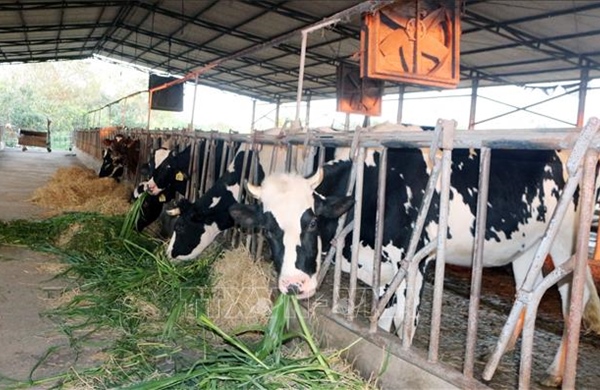 Hướng dẫn người dân bảo vệ đàn vật nuôi trước rét đậm, rét hại