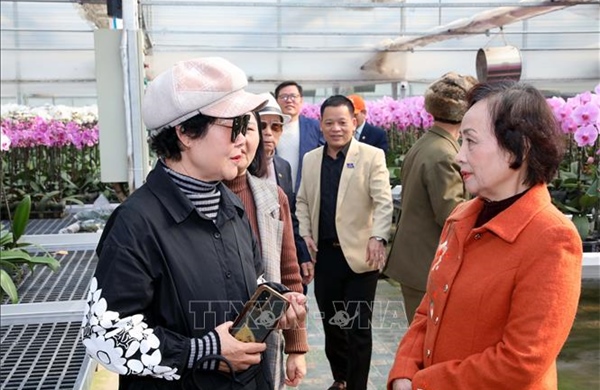 'Bông lan vàng' của làng Phù Vân