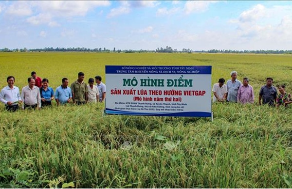 Nông nghiệp Tây Ninh khẳng định vai trò trụ đỡ của nền kinh tế