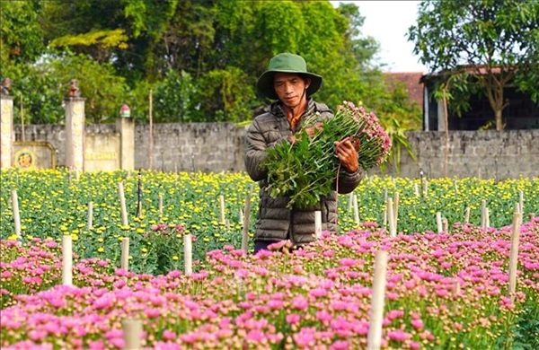 Thủ phủ hoa Quảng Trị tấp nập cung ứng cho vụ Tết