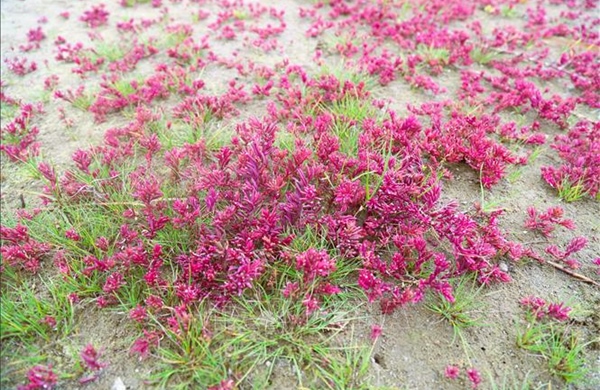 Vẻ đẹp của rau nhót phủ tím trên đồng muối rộng 20 ha thu hút du khách