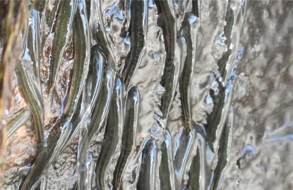 Kinh ngạc loài cá tí hon leo ngược thác nước cao 15 mét