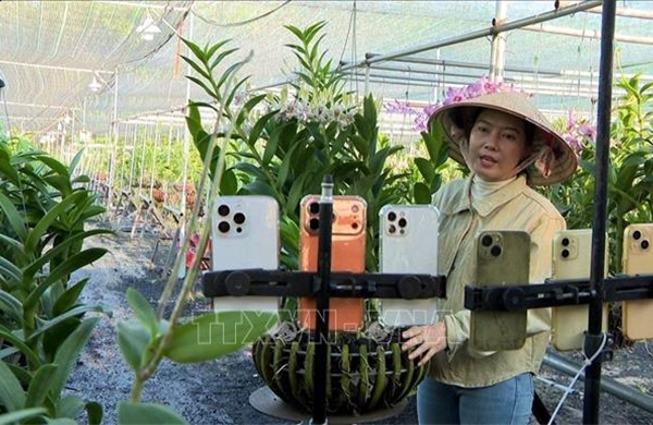 Trồng lan cảnh nghệ thuật cho lợi nhuận 2 tỷ đồng/năm