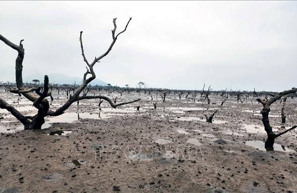 Rừng ngập mặn ở Hà Tĩnh chết khô