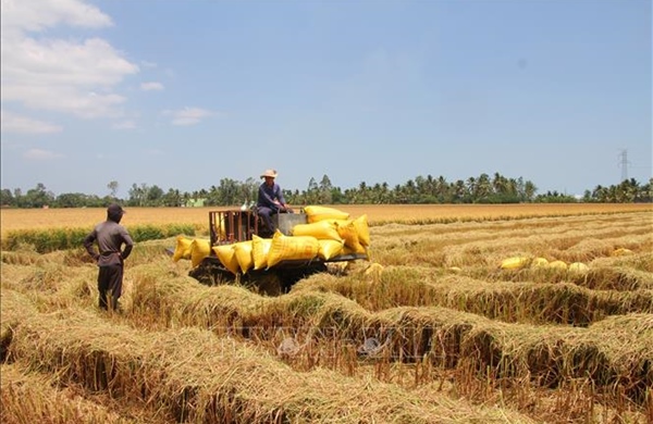 Tháo gỡ điểm nghẽn, phát triển chuỗi giá trị lúa gạo tại Cà Mau