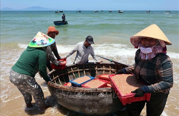Trúng đậm ruốc biển, ngư dân thu nhập tiền triệu mỗi ngày