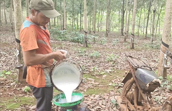 Giá cao su tăng mạnh, nông dân kỳ vọng mùa bội thu