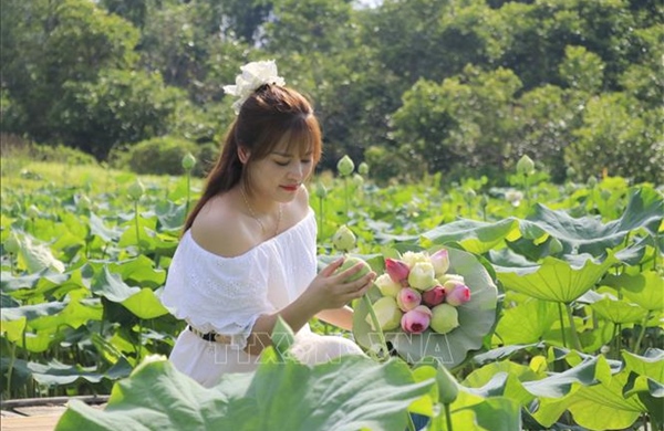 Sắc sen mùa Hạ mở hướng phát triển du lịch ở Việt Hồng