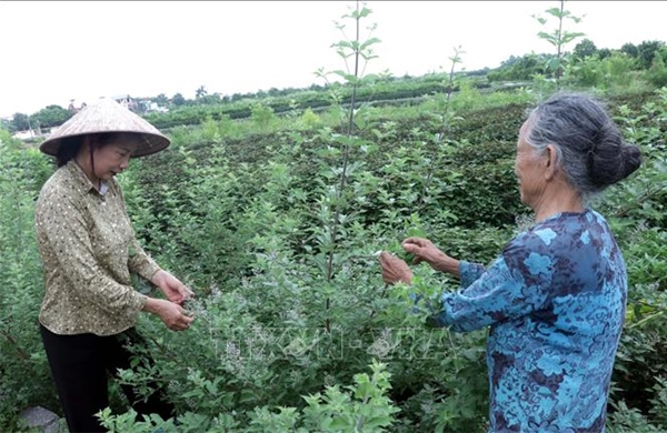 Hiệu quả từ vùng chuyên canh dược liệu