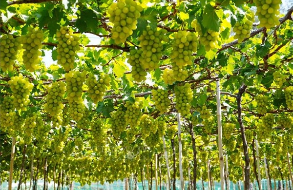 Điều kiện thành lập khu nông nghiệp ứng dụng công nghệ cao