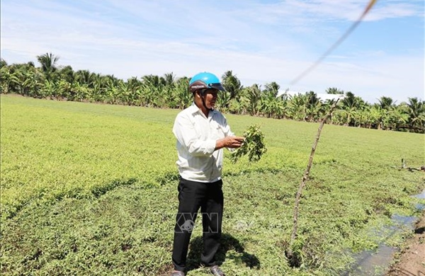 Liên quan hoa màu tại Đồng Tháp bị vàng lá: Ước thiệt hại khoảng 20 tỷ đồng