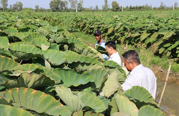 Đồng Tháp: Phát triển vùng chuyên canh khoai môn