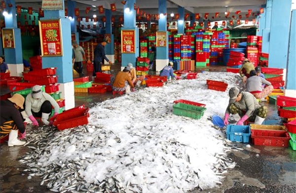 Cao điểm vụ cá Nam, ngư dân phấn khởi vươn khơi