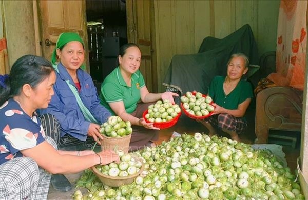 OCOP đã có thương hiệu, vì sao nông sản vẫn lo đầu ra?