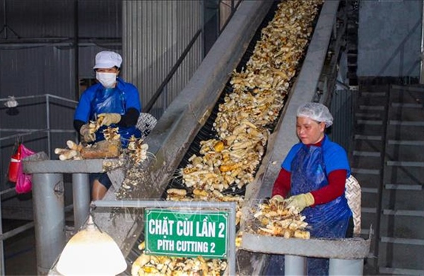 Tìm hướng phát triển bền vững ngành chế biến tinh bột sắn