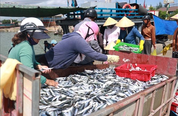 Đầu tư hạ tầng nghề cá tăng sức mạnh kinh tế biển