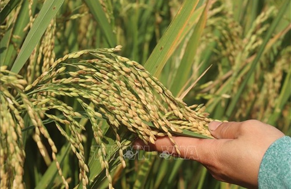 Các nhà khoa học Liên bang Nga tìm ra phương pháp mới tạo giống lúa năng suất cao