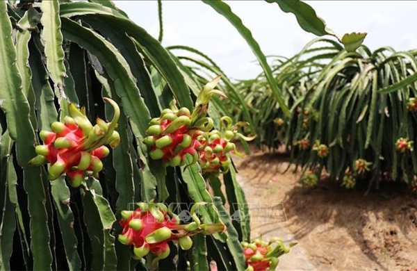 Giá thanh long chính vụ cao gấp 3 lần
