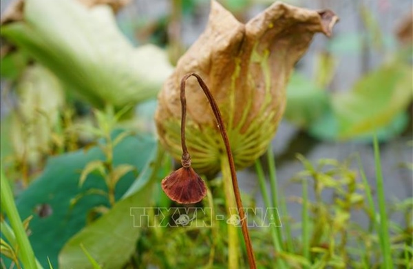 Hàng trăm hộ nông dân Quảng Trị mất trắng mùa sen