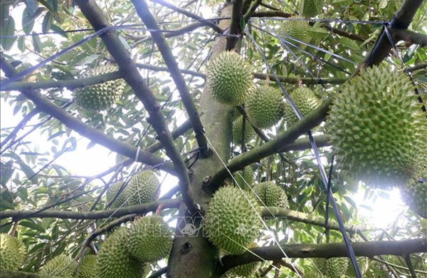 Đa dạng mô hình kinh tế sau khi sắp xếp lại địa giới hành chính​