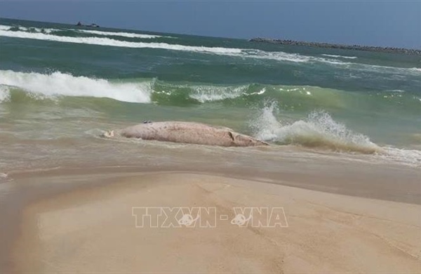 Quảng Trị: Lên phương án xử lý xác cá voi trôi dạt vào bờ biển