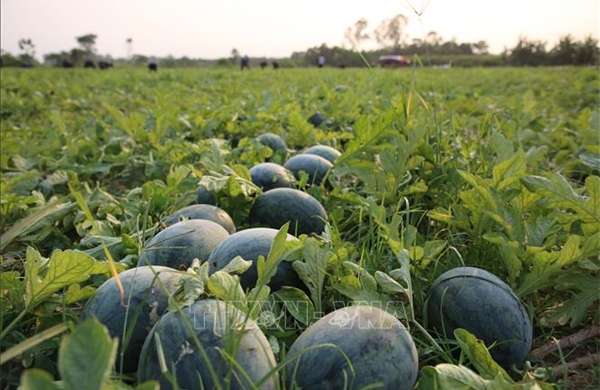 Giá dưa hấu xuống thấp, nông dân lao đao giữa vụ thu hoạch