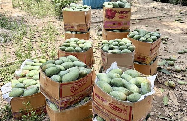 Tìm đầu ra ổn định, nâng giá trị cho trái xoài