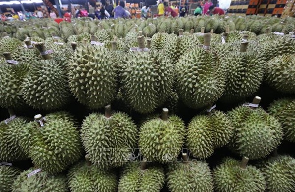 Thị trường nông sản: Xuất khẩu sầu riêng của Thái Lan đối mặt nhiều thách thức