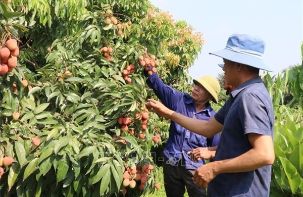 Giá vải thiều đầu mùa tăng mạnh, Hải Phòng chủ động kết nối tiêu thụ