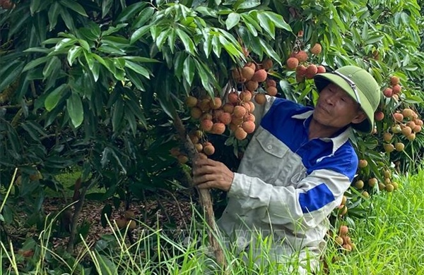 Mã số vùng trồng tạo động lực cho nông sản Hải Phòng hội nhập