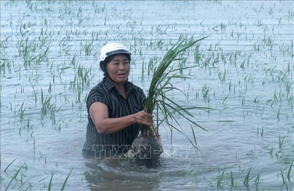 Ảnh hưởng bão số 4: Hưng Yên có hơn 3.600 ha lúa bị ngập úng