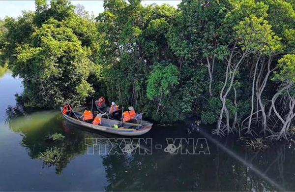 Quảng Ngãi giữ màu xanh rừng ngập mặn, phát triển sinh kế bền vững
