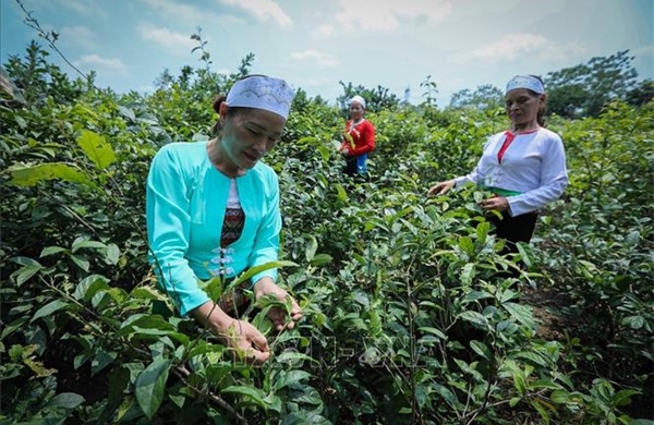 Khai thác tiềm năng dược liệu gắn với bảo tồn và phát triển bền vững