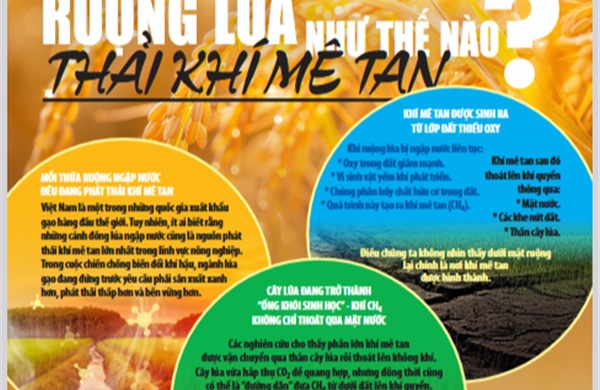 Lý do việc canh tác lúa nước phát thải nhiều khí mê tan