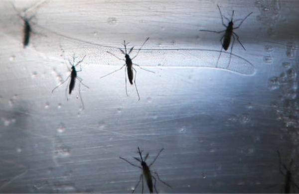 Số ca nhiễm virus Tây sông Nile gia tăng khắp châu Âu