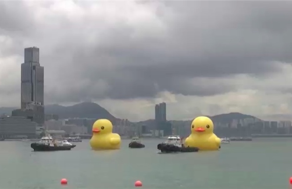 Cặp vịt cao su khổng lồ lan tỏa niềm vui ở Hong Kong