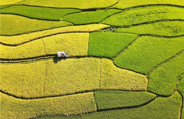 Trung Quốc và Thuỵ Điển phát triển giống lúa lai giúp giảm khí thải mê-tan