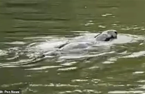 Sinh vật bí ẩn giống quái vật hồ Loch Ness bất ngờ xuất hiện trên sông Thames