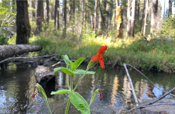 Lần đầu ghi nhận hiện tượng 'tiến hoá cứu nguy' để sinh tồn trong môi trường khắc nghiệt
