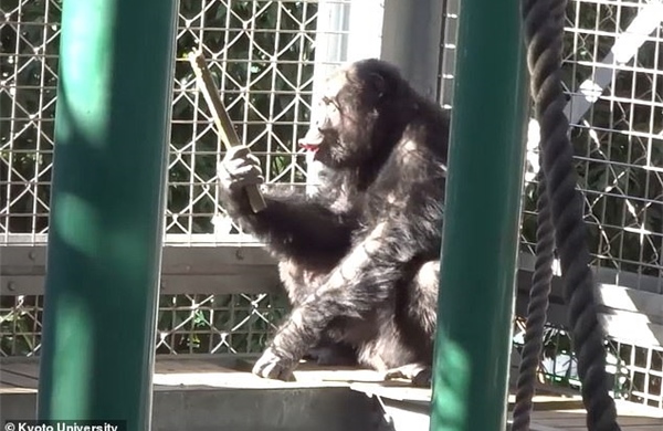 Phát hiện tinh tinh vừa 'đánh trống' vừa hát, hé lộ nguồn gốc âm nhạc