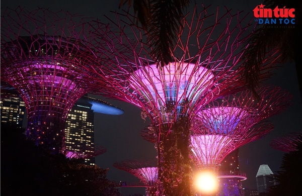 Đêm rực rỡ dưới những ‘siêu cây khổng lồ' ở Singapore