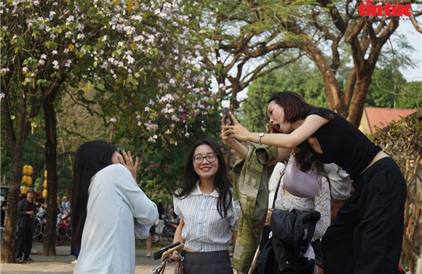 Hoa ban nở trắng phố phường, giới trẻ Hà Nội rộn ràng 'check-in'