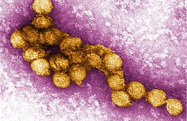 Dịch virus Tây sông Nile lan rộng tại Italy